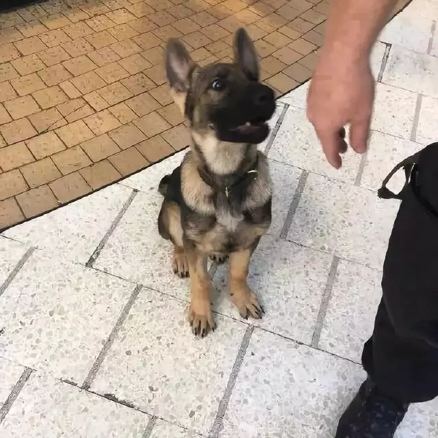 一生背負光榮與使命的警犬,卻沒能安享晚年……