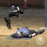 一生背負光榮與使命的警犬,卻沒能安享晚年……
