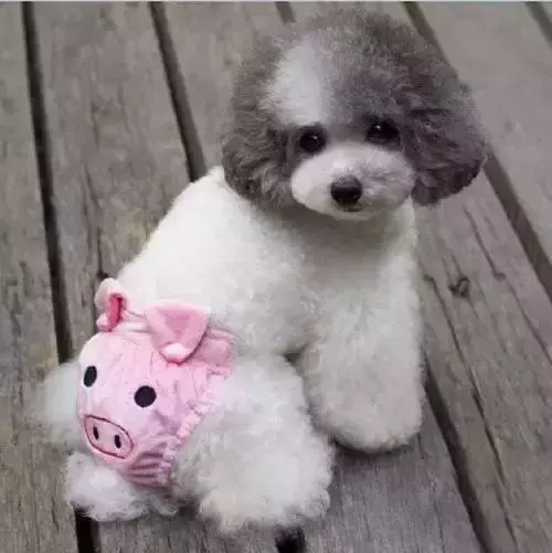 狗狗屁股流血還意圖做不可描述之事?它是怎麼了?