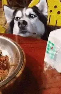 你家狗狗夠不夠健康,只要看這10點就知道啦