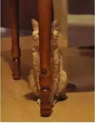 家長的一天!簡直太形象了,你是這樣子嗎?哈哈,笑死我了!