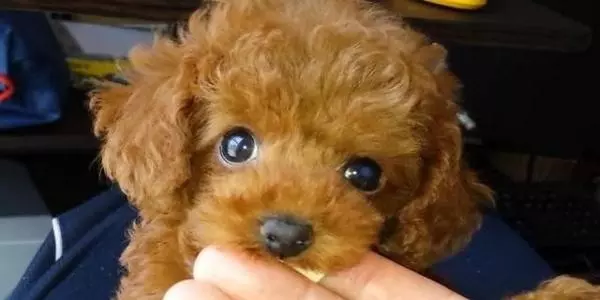 狗狗為什麼一直舔爪子?舔地板?舔主人呢