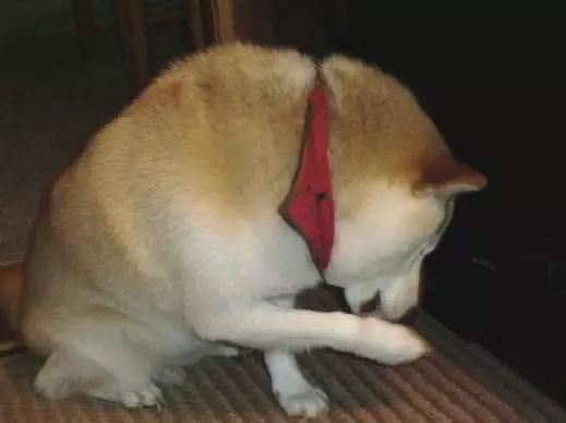 狗狗為什麼一直舔爪子?舔地板?舔主人呢