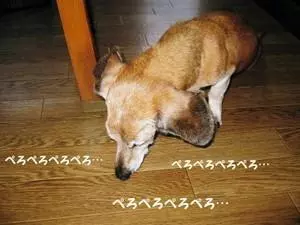 狗狗為什麼一直舔爪子?舔地板?舔主人呢