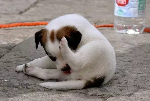 狗狗為什麼一直舔爪子?舔地板?舔主人呢