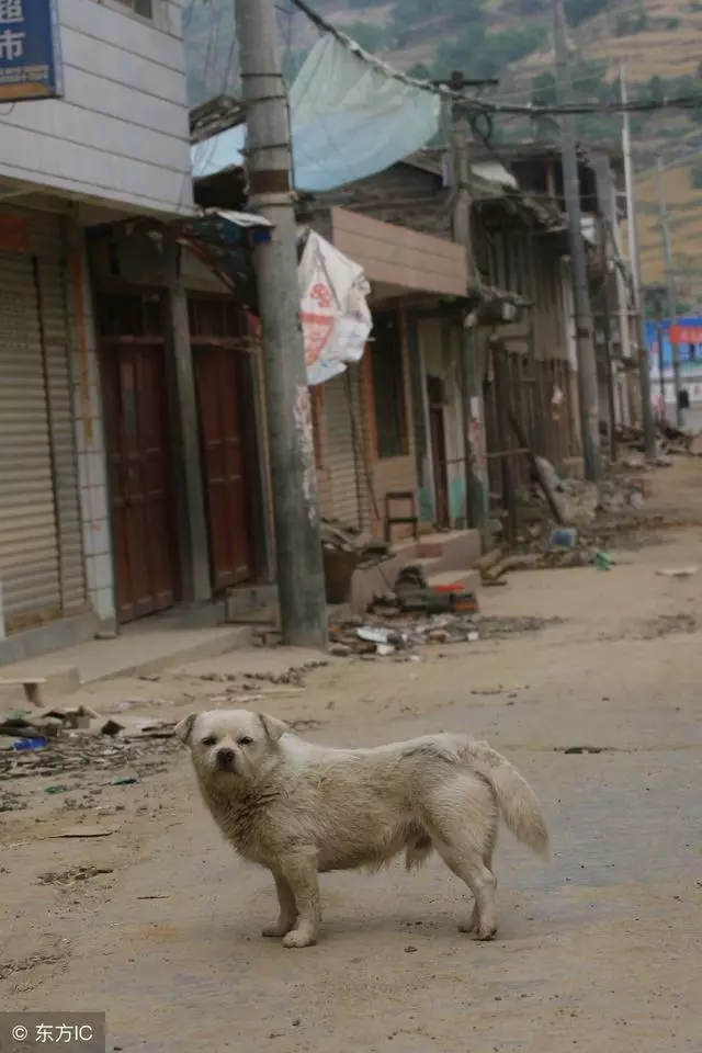 汶川十年,中國版忠犬八公,被打斷脊梁骨仍守護主人遺物!