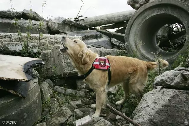 汶川十年,中國版忠犬八公,被打斷脊梁骨仍守護主人遺物!