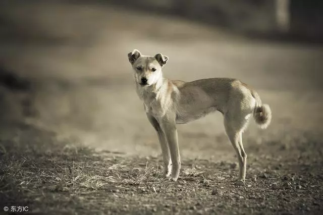 汶川十年,中國版忠犬八公,被打斷脊梁骨仍守護主人遺物!