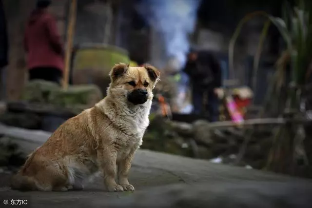 汶川十年,中國版忠犬八公,被打斷脊梁骨仍守護主人遺物!