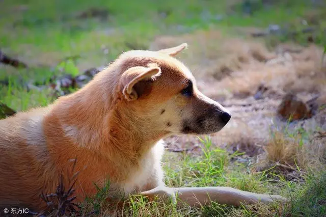 汶川十年,中國版忠犬八公,被打斷脊梁骨仍守護主人遺物!