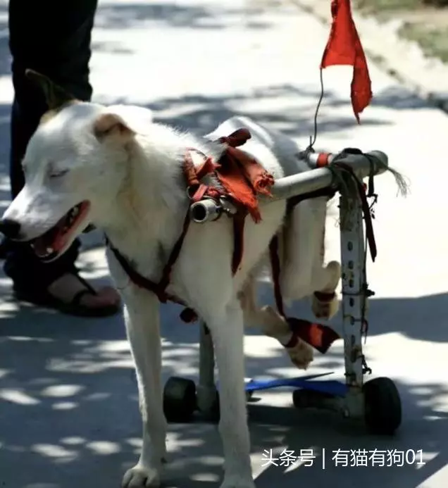 汶川十年,中國版忠犬八公,被打斷脊梁骨仍守護主人遺物!