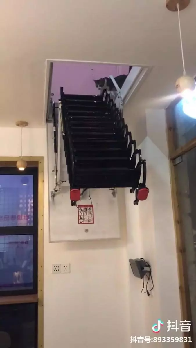 皇上駕到~「VIP秘密通道」從天而降 主子一步步霸氣登場:朕來了