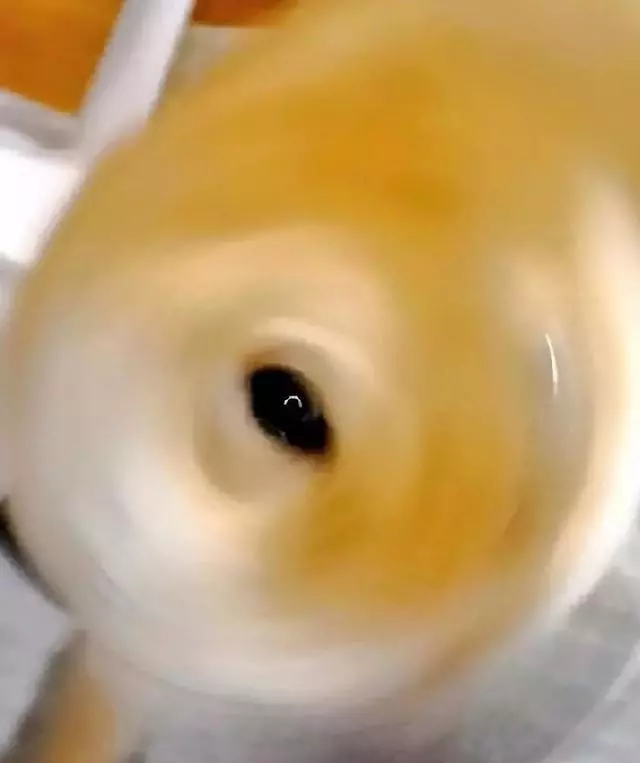 真沒見過這樣比誰的狗更丑的,這些主人簡直喪心病狂