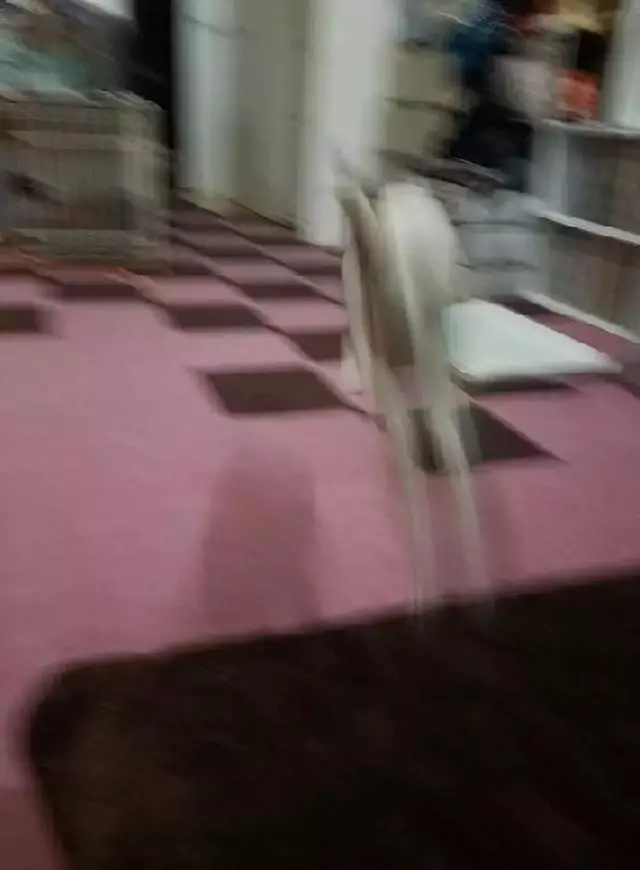 真沒見過這樣比誰的狗更丑的,這些主人簡直喪心病狂