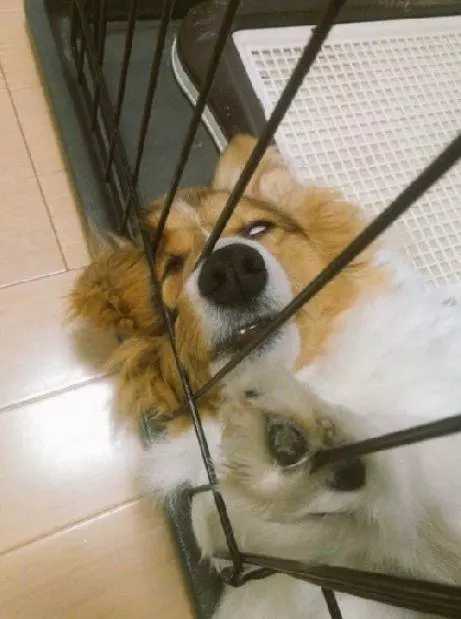 真沒見過這樣比誰的狗更丑的,這些主人簡直喪心病狂