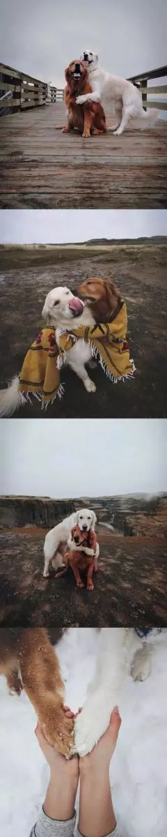 狗狗患分離焦慮症,小夥伴用暖心魔法幫它走出陰影