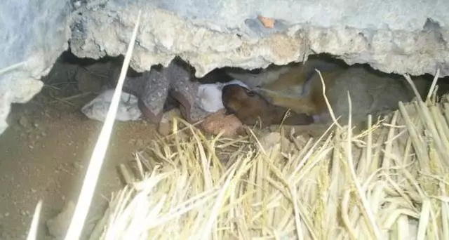 主人舉家搬遷,忠心狗狗在原地挖洞等待,帶著4隻狗寶寶艱難度日