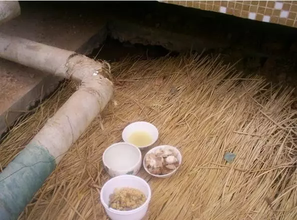 主人舉家搬遷,忠心狗狗在原地挖洞等待,帶著4隻狗寶寶艱難度日