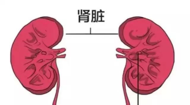 排尿時有四大表現是腎不好,遠2紅,補3黑,戒4事,腎會變好!