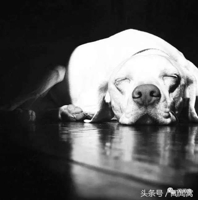 狗狗慘遭虐待,封閉自己……直到遇見她對Ta說:孩子別怕,帶你回家