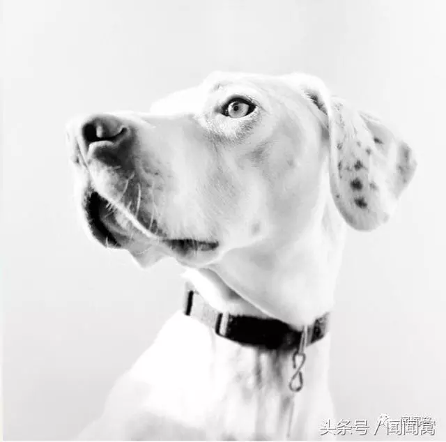 狗狗慘遭虐待,封閉自己……直到遇見她對Ta說:孩子別怕,帶你回家