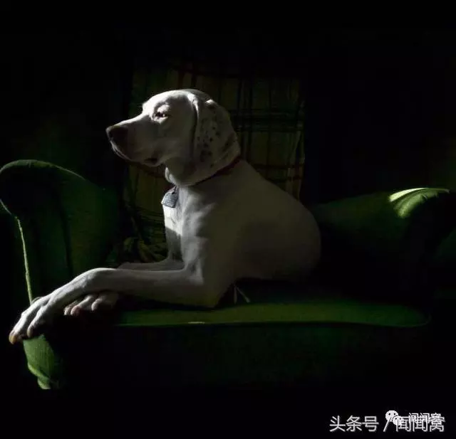 狗狗慘遭虐待,封閉自己……直到遇見她對Ta說:孩子別怕,帶你回家