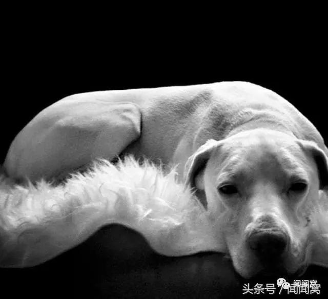 狗狗慘遭虐待,封閉自己……直到遇見她對Ta說:孩子別怕,帶你回家