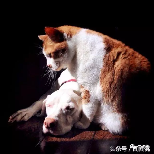 狗狗慘遭虐待,封閉自己……直到遇見她對Ta說:孩子別怕,帶你回家