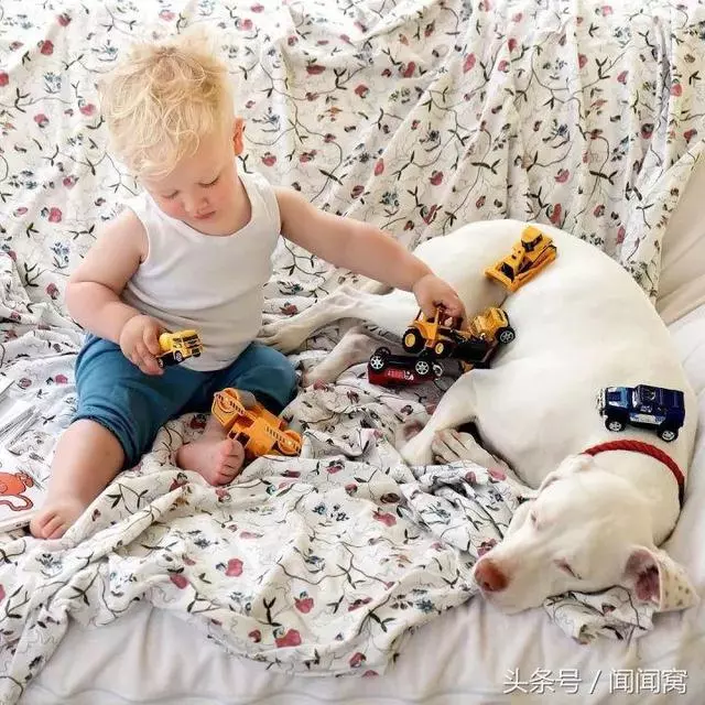 狗狗慘遭虐待,封閉自己……直到遇見她對Ta說:孩子別怕,帶你回家