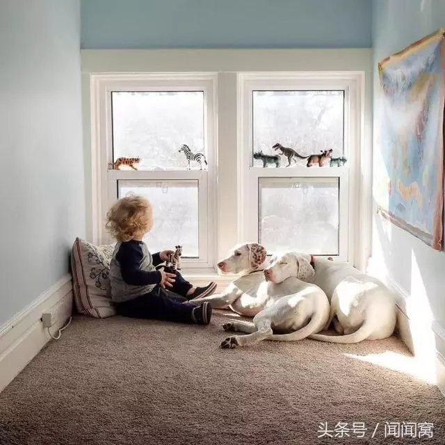 狗狗慘遭虐待,封閉自己……直到遇見她對Ta說:孩子別怕,帶你回家