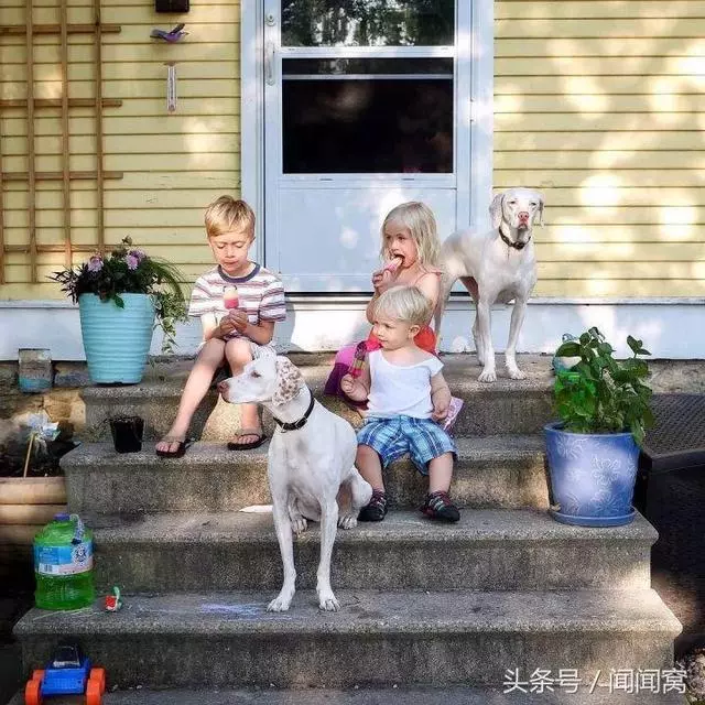 狗狗慘遭虐待,封閉自己……直到遇見她對Ta說:孩子別怕,帶你回家