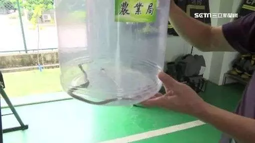台中溪南消防分隊隊員,整理隊上蛇龍遭罕見白雨傘節咬休克 20年專家也未見過
