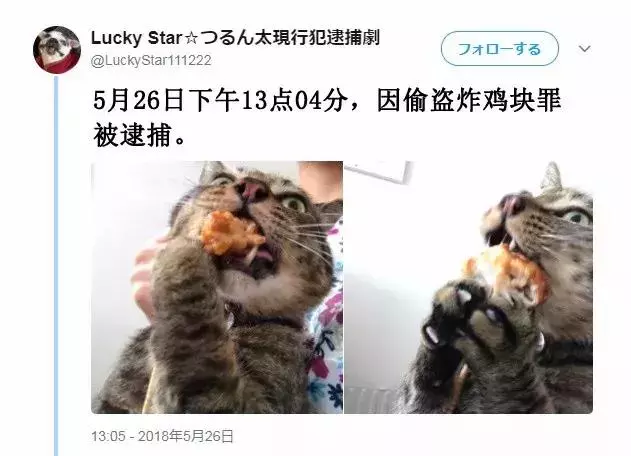 「偷吃被逮到」還不放手!喵喵不願認錯「緊抓雞塊」:為什摸要跟我搶肉肉~