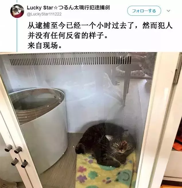 「偷吃被逮到」還不放手!喵喵不願認錯「緊抓雞塊」:為什摸要跟我搶肉肉~