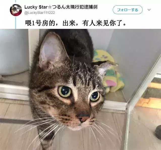 「偷吃被逮到」還不放手!喵喵不願認錯「緊抓雞塊」:為什摸要跟我搶肉肉~