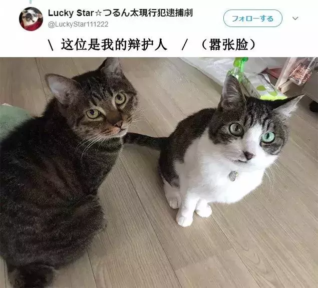 「偷吃被逮到」還不放手!喵喵不願認錯「緊抓雞塊」:為什摸要跟我搶肉肉~