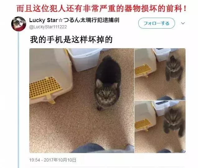 「偷吃被逮到」還不放手!喵喵不願認錯「緊抓雞塊」:為什摸要跟我搶肉肉~