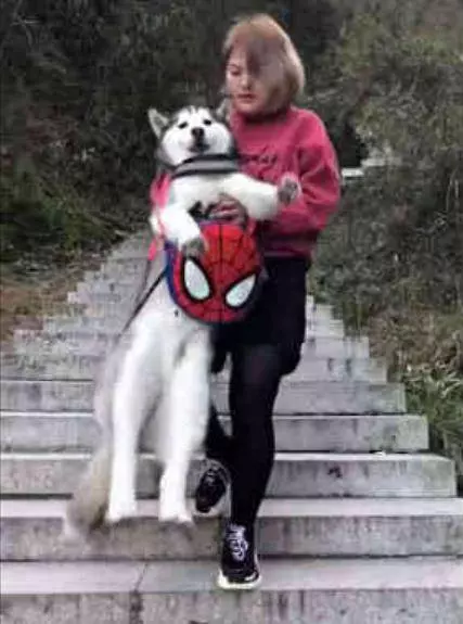 警告!千萬別帶二哈去爬山,豬一般的體重讓人崩潰,狗:抱我下山