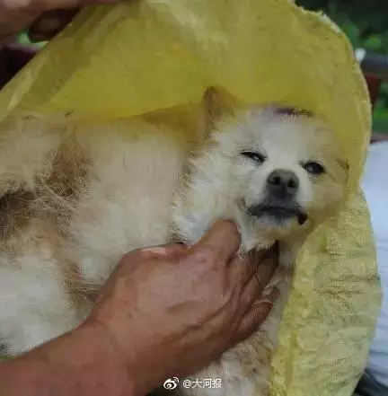 一男子下毒害狗終被判刑!正義可能會晚來,但是永遠不會缺席