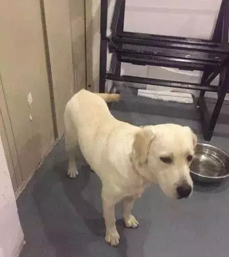 狗狗每天忠誠的守護女主人上廁所,竟是因為這個原因
