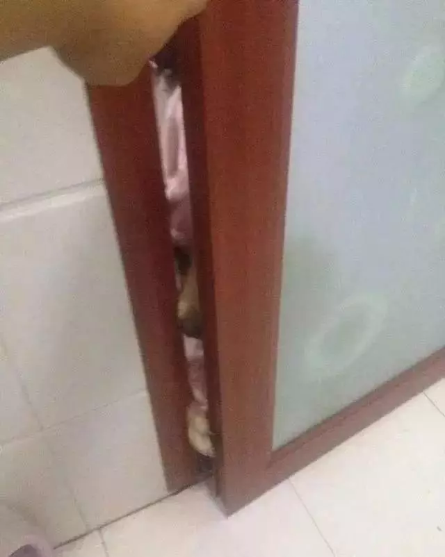 狗狗每天忠誠的守護女主人上廁所,竟是因為這個原因