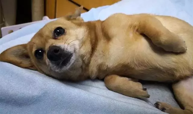 連醫生都說牠是—狗堅強