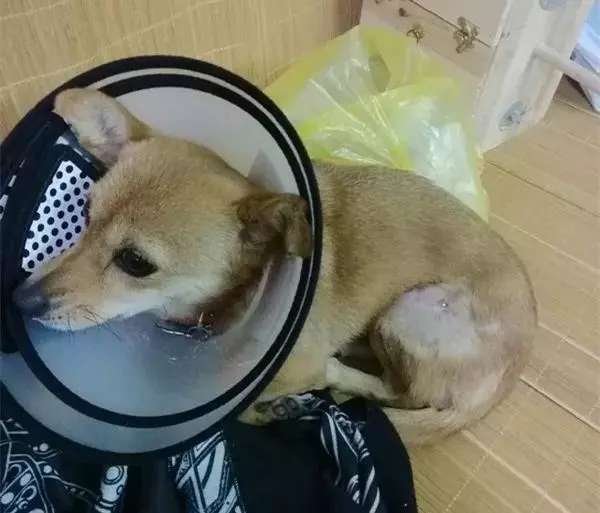 連醫生都說牠是—狗堅強