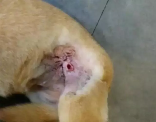 連醫生都說牠是—狗堅強