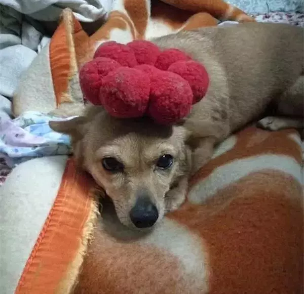 連醫生都說牠是—狗堅強