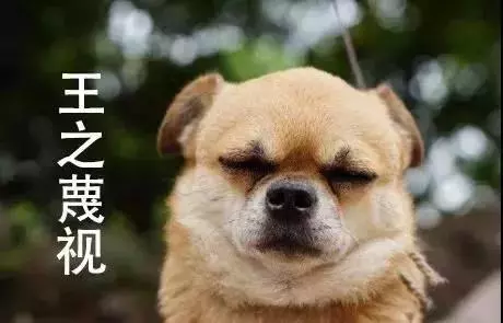 養狗最煩別人說的這幾句話,真的很討厭