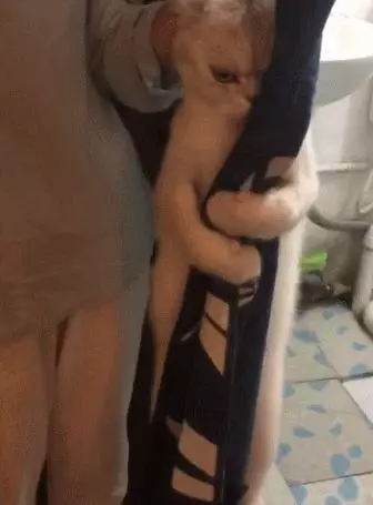 貓咪不想洗澡,倔強的眼神,抱緊門簾死不撒手,網友:最後的掙扎