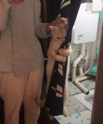 貓咪不想洗澡,倔強的眼神,抱緊門簾死不撒手,網友:最後的掙扎