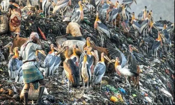 印度垃圾場養活了比人還大的鳥,當地人寧願撿垃圾也不吃它們