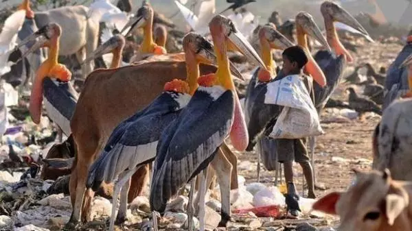 印度垃圾場養活了比人還大的鳥,當地人寧願撿垃圾也不吃它們